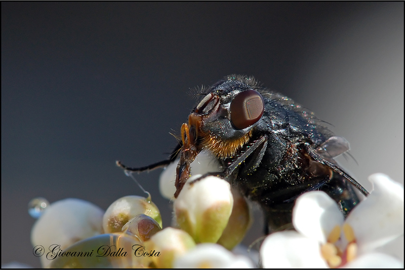 Calliphora vomitoria F (Calliphoridae)